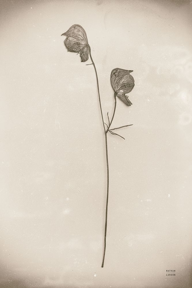 Wildflower Journal Vintage IV art print by Nathan Larson for $57.95 CAD