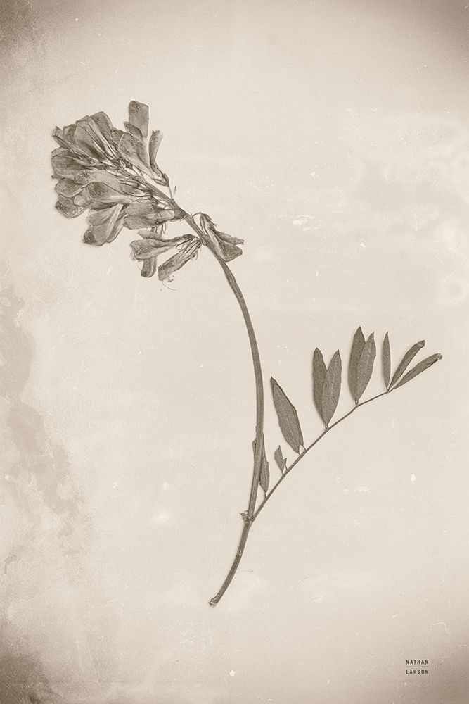 Wildflower Journal Vintage V art print by Nathan Larson for $57.95 CAD