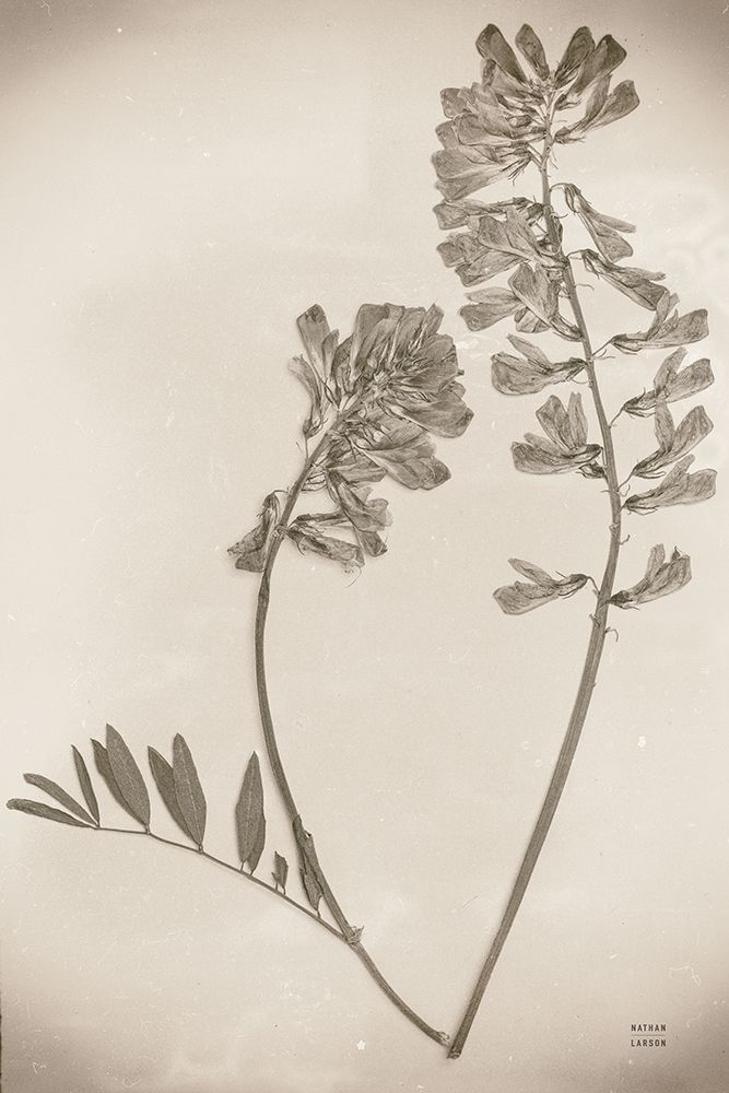 Wildflower Journal Vintage VI art print by Nathan Larson for $57.95 CAD