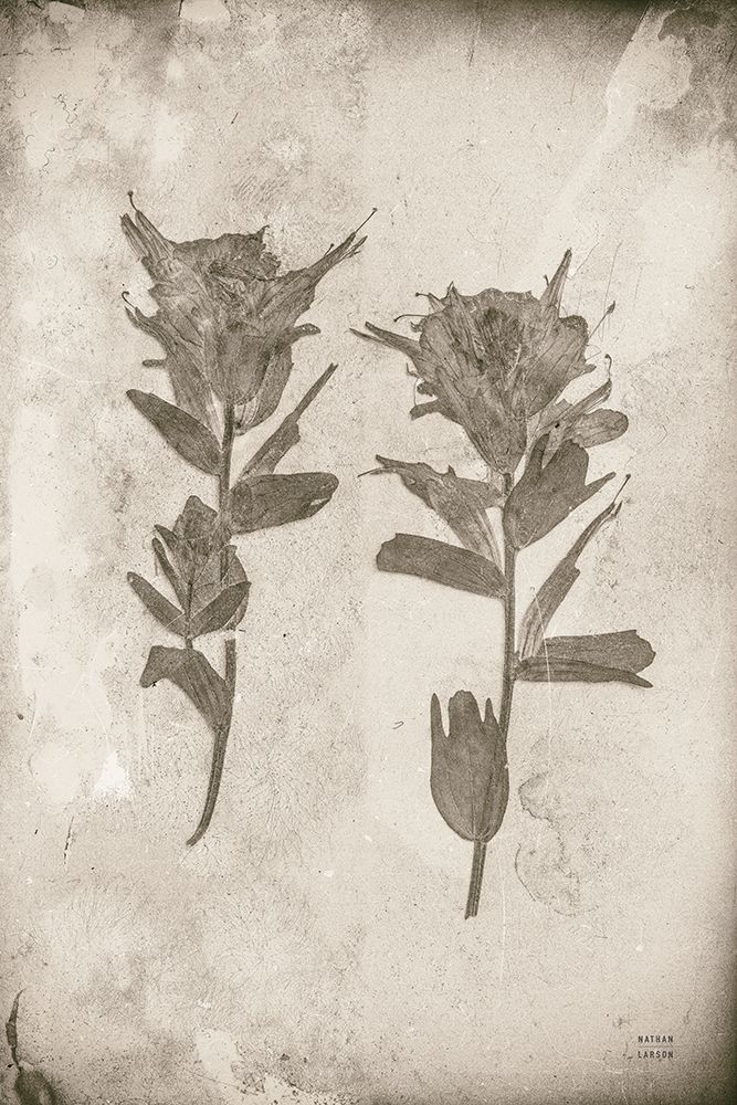 Wildflower Journal Vintage VII art print by Nathan Larson for $57.95 CAD