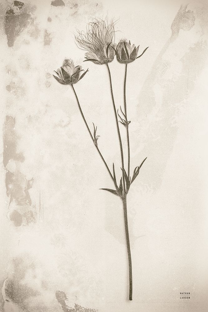 Wildflower Journal Vintage VIII art print by Nathan Larson for $57.95 CAD