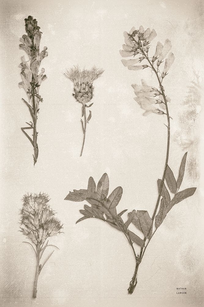 Wildflower Journal Vintage IX art print by Nathan Larson for $57.95 CAD