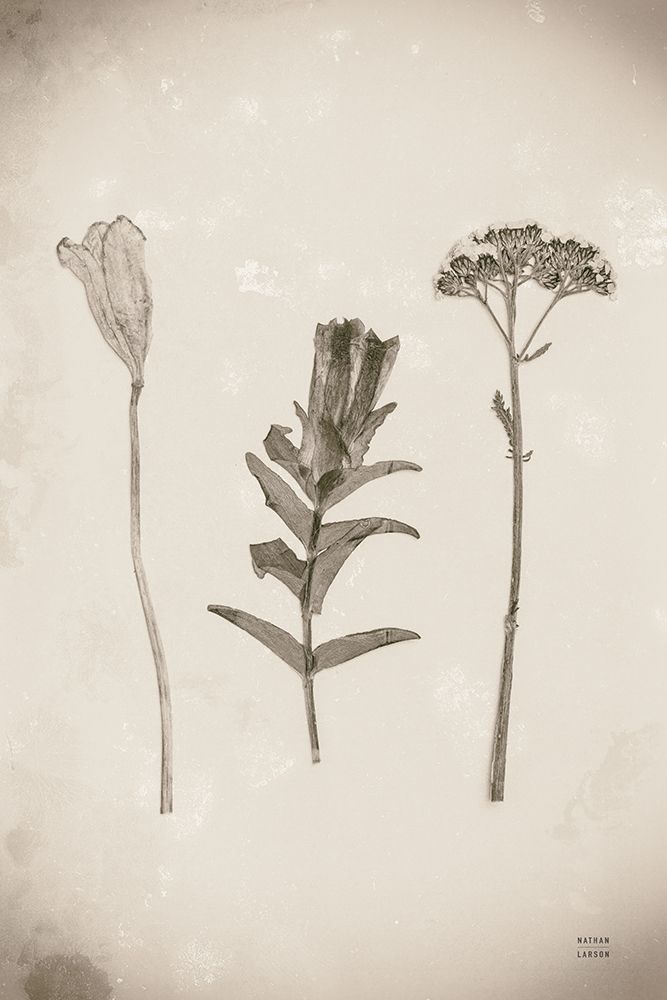 Wildflower Journal Vintage X art print by Nathan Larson for $57.95 CAD