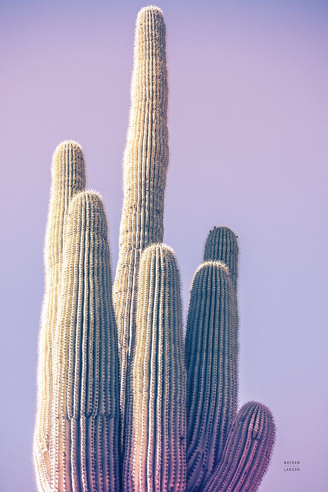 Saguaro Purple Pastel art print by Nathan Larson for $57.95 CAD