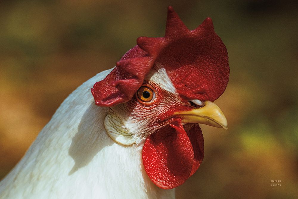 Chicken in the Sun I art print by Nathan Larson for $57.95 CAD