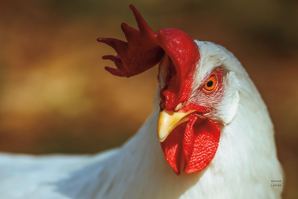 Chicken in the Sun II art print by Nathan Larson for $57.95 CAD
