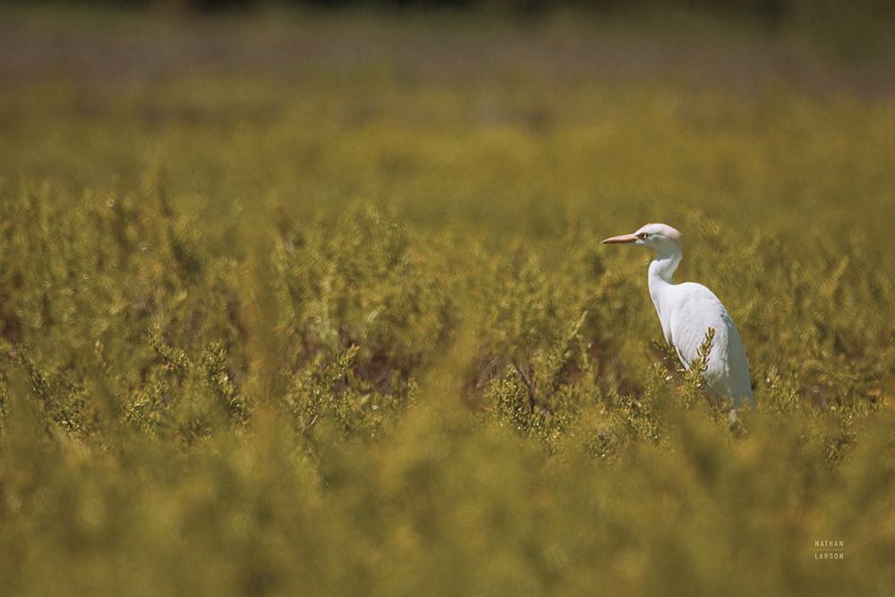 Everglades National Park art print by Nathan Larson for $57.95 CAD