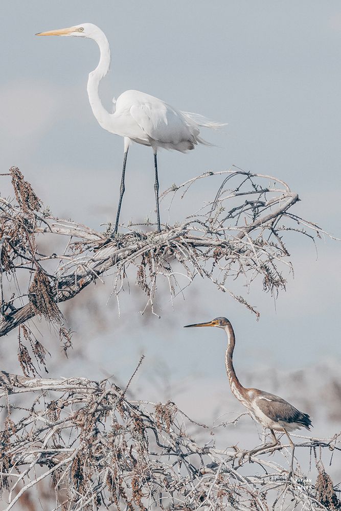 Everglades Pair art print by Nathan Larson for $57.95 CAD