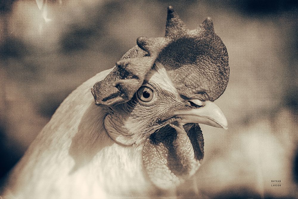 Chicken in the Sun I Sepia art print by Nathan Larson for $57.95 CAD