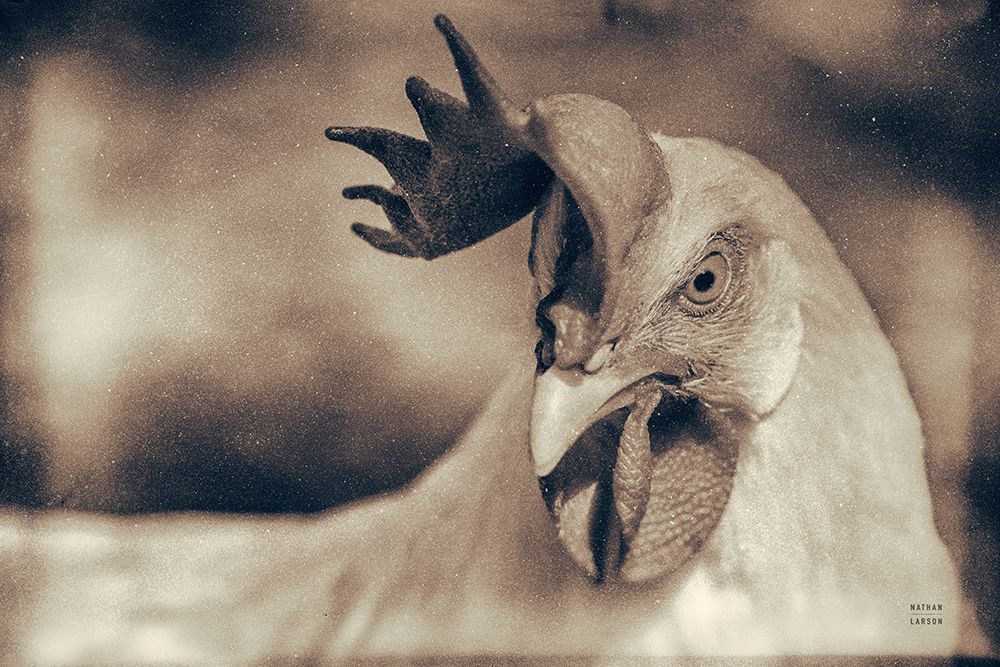 Chicken in the Sun II Sepia art print by Nathan Larson for $57.95 CAD