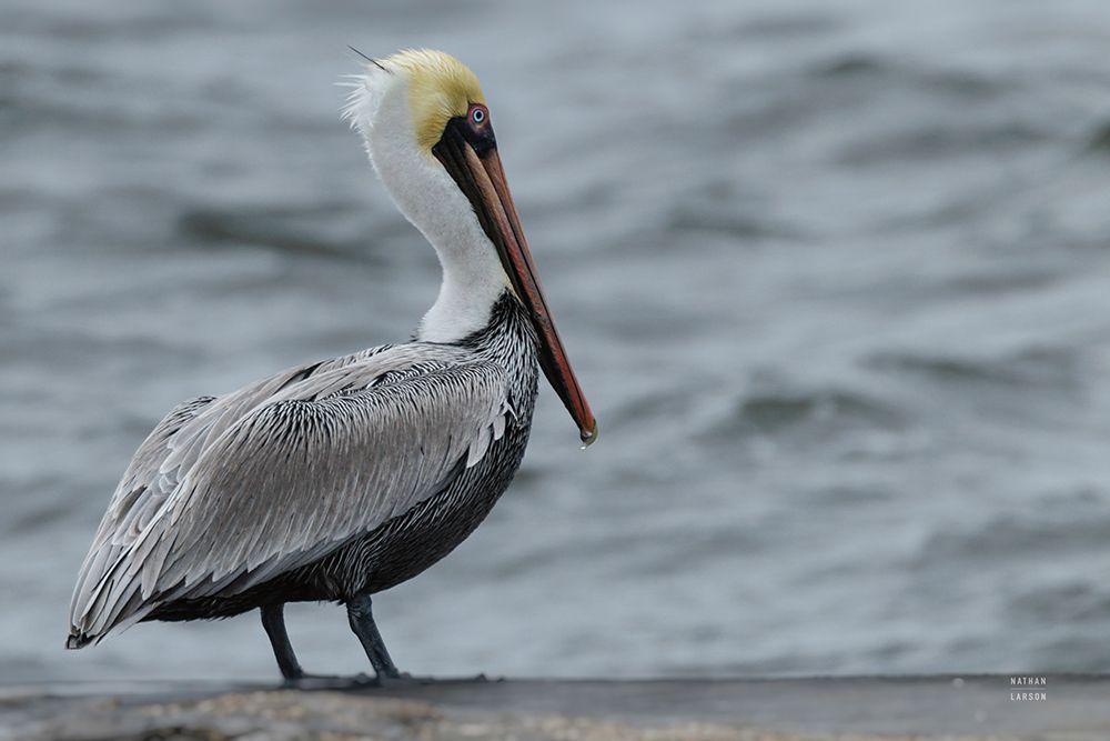 Brown Pelican art print by Nathan Larson for $57.95 CAD