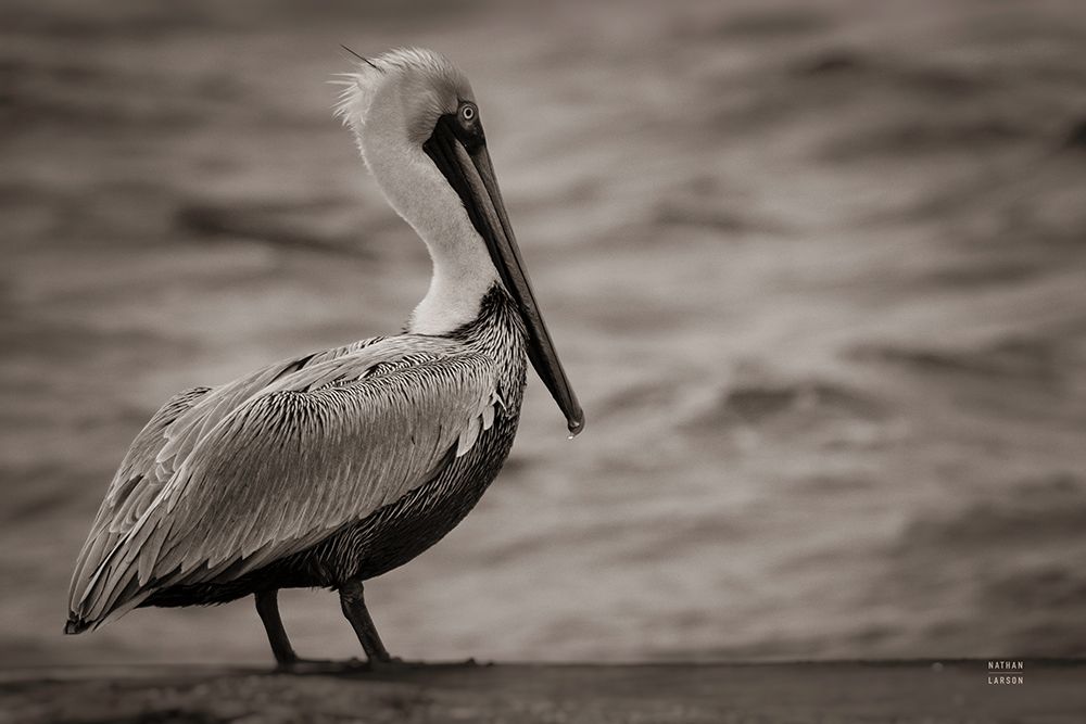 Brown Pelican art print by Nathan Larson for $57.95 CAD