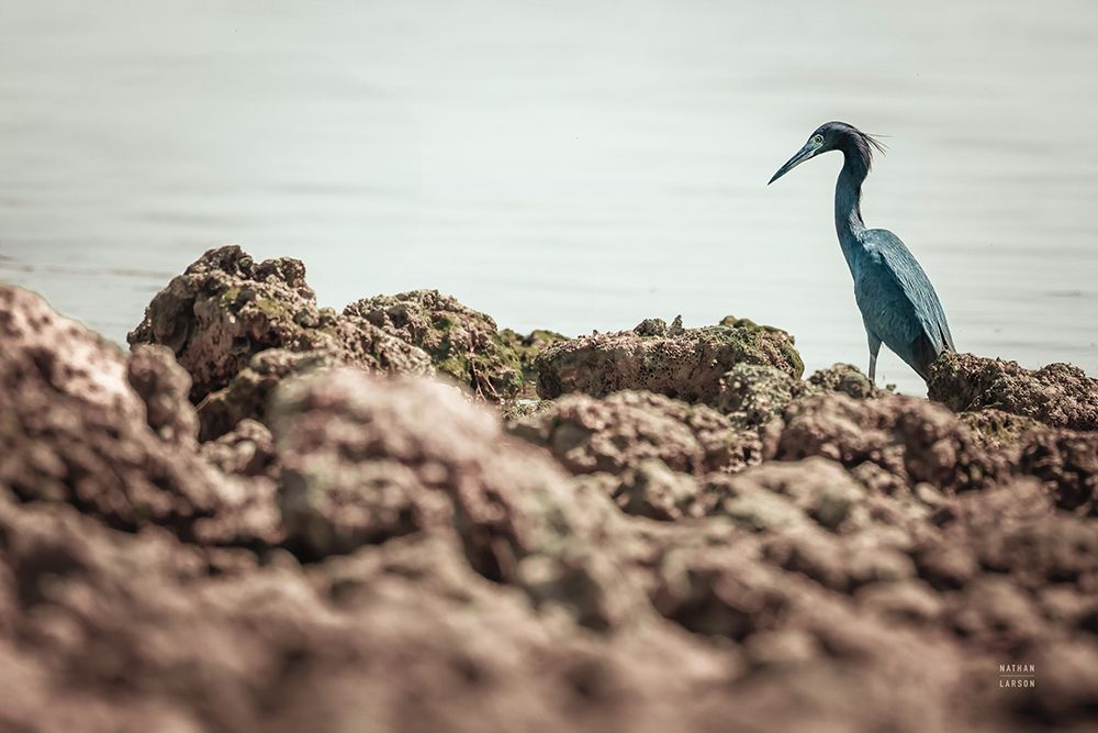 Little Blue Heron Hunting art print by Nathan Larson for $57.95 CAD