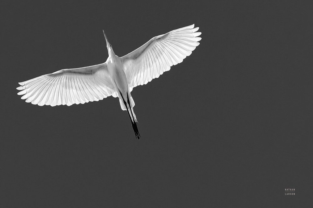 Wing Light Black and White art print by Nathan Larson for $57.95 CAD