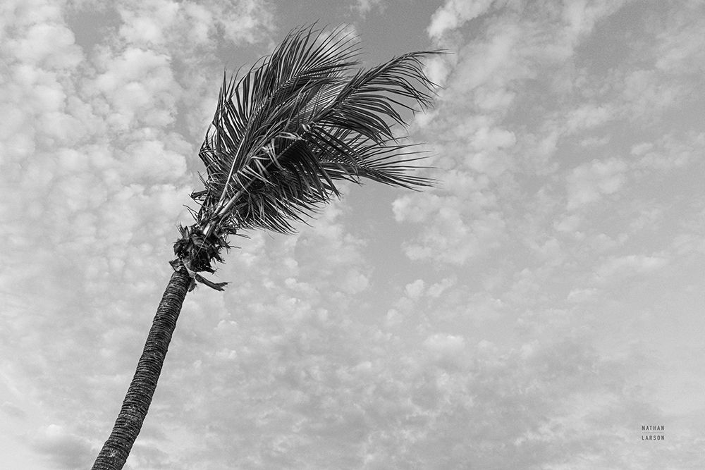 Key West Black and White art print by Nathan Larson for $57.95 CAD