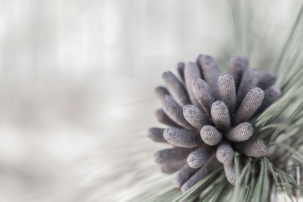 Pine Cone Begins art print by Nathan Larson for $57.95 CAD