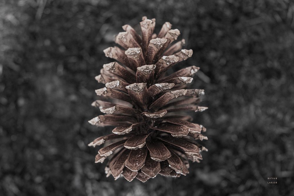 Longleaf Pine Forest Floor art print by Nathan Larson for $57.95 CAD