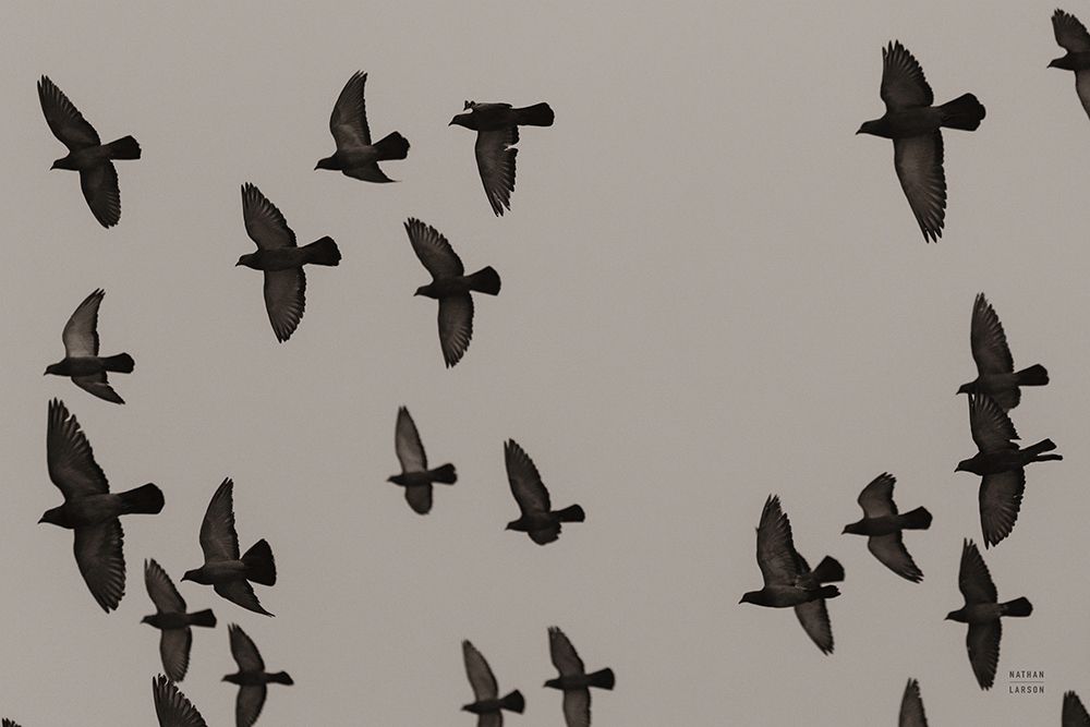 Flock I art print by Nathan Larson for $57.95 CAD