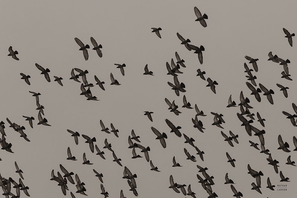 Flock II art print by Nathan Larson for $57.95 CAD