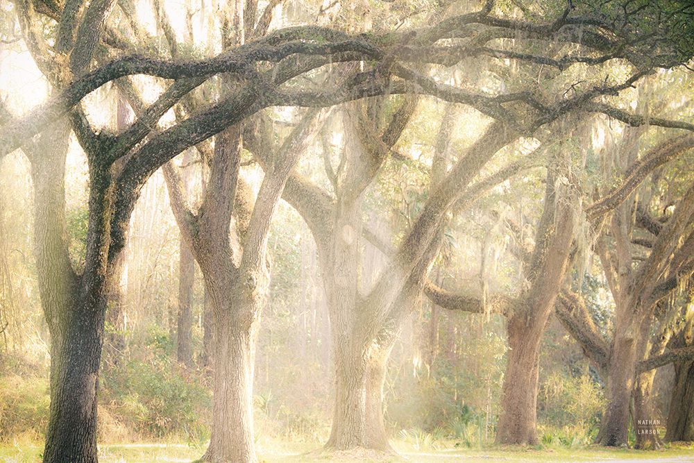 Georgia Rays art print by Nathan Larson for $57.95 CAD