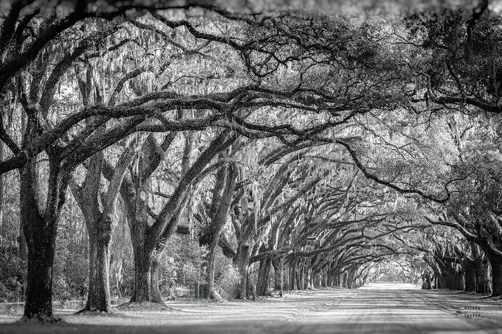 Savannah Lane art print by Nathan Larson for $57.95 CAD