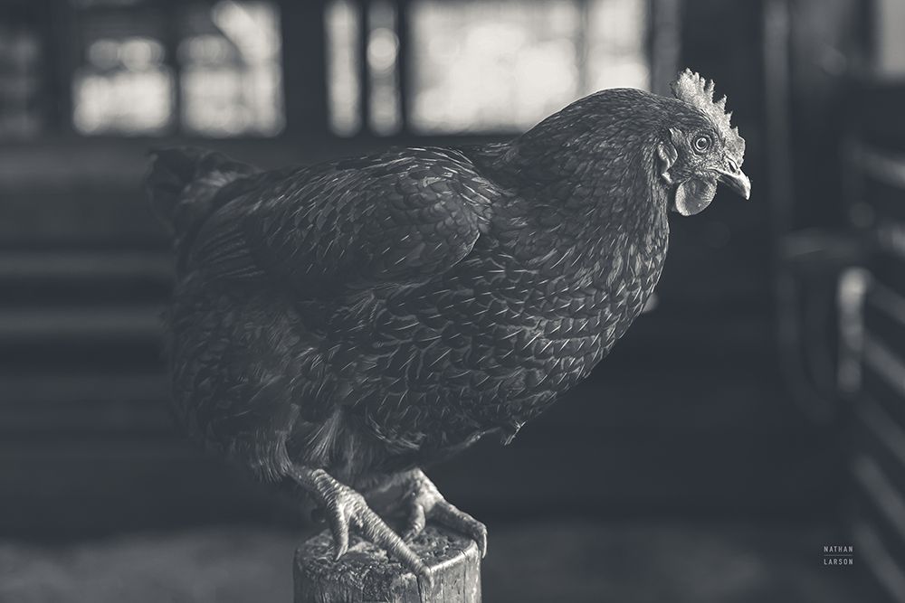 Chicken Watch art print by Nathan Larson for $57.95 CAD