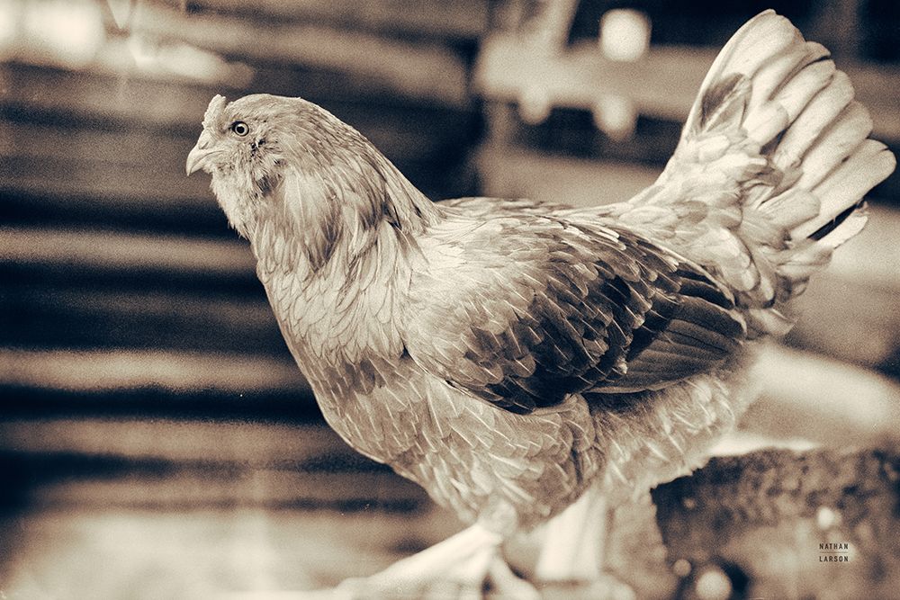 Chicken Barn I art print by Nathan Larson for $57.95 CAD