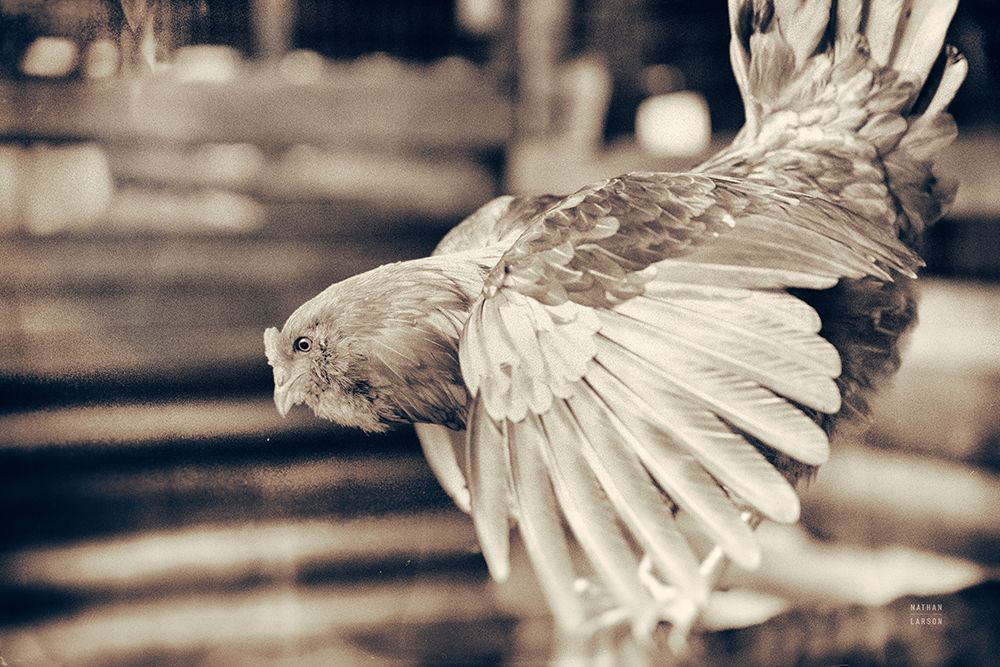 Chicken Barn II art print by Nathan Larson for $57.95 CAD