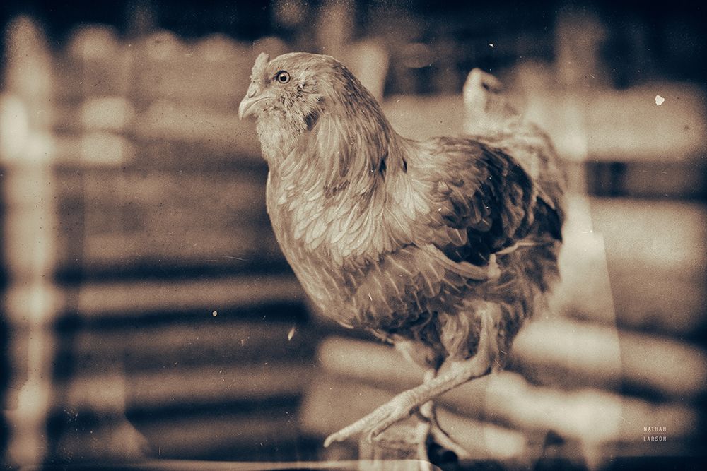 Chicken Barn III art print by Nathan Larson for $57.95 CAD