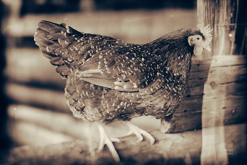 Chicken Barn IV art print by Nathan Larson for $57.95 CAD