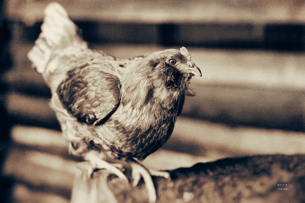 Chicken Barn V art print by Nathan Larson for $57.95 CAD