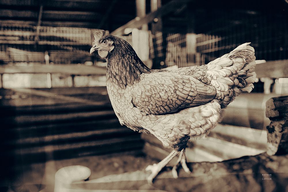 Chicken Barn VI art print by Nathan Larson for $57.95 CAD