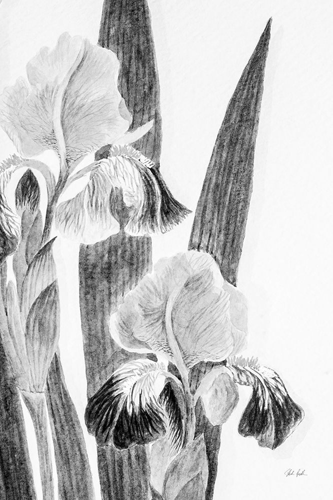 Illustrated Iris I art print by Deborah Revell for $57.95 CAD