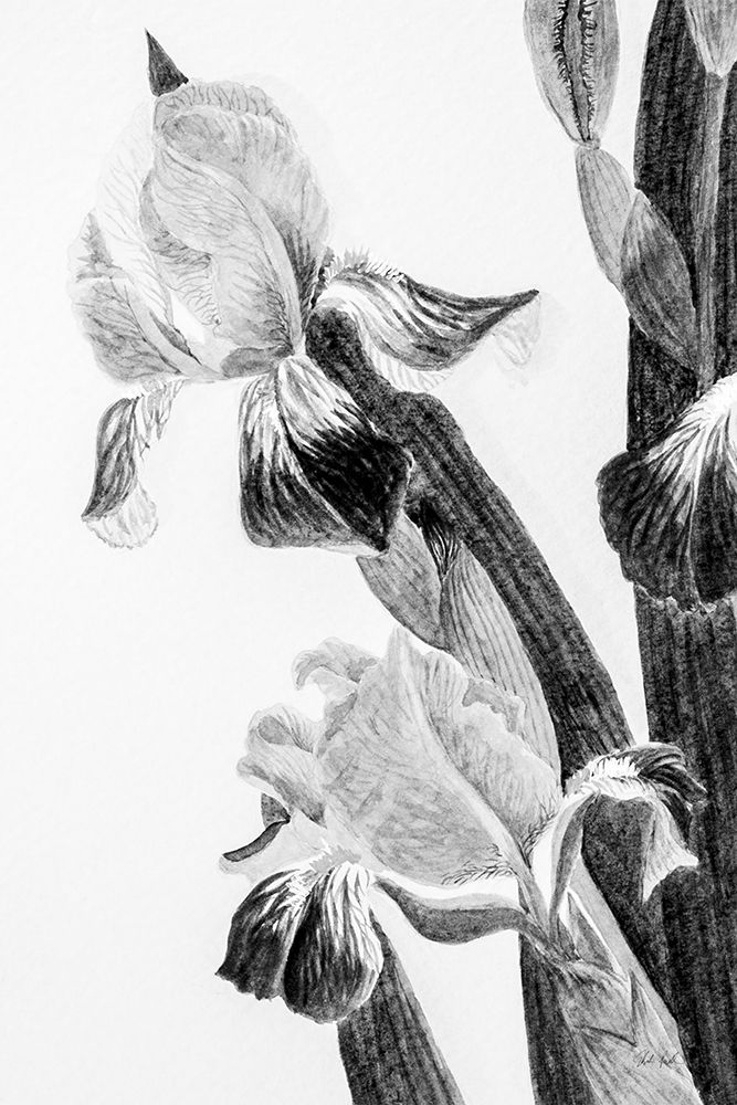 Illustrated Iris II art print by Deborah Revell for $57.95 CAD