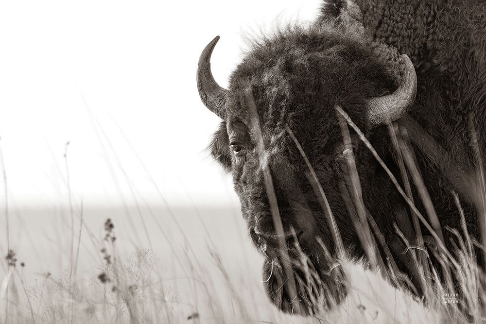 Bison Sunset BW art print by Nathan Larson for $57.95 CAD