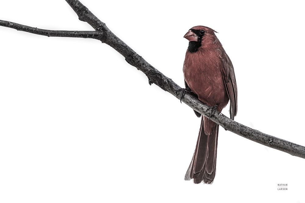 Cardinal on the Mississippi Neutral art print by Nathan Larson for $57.95 CAD