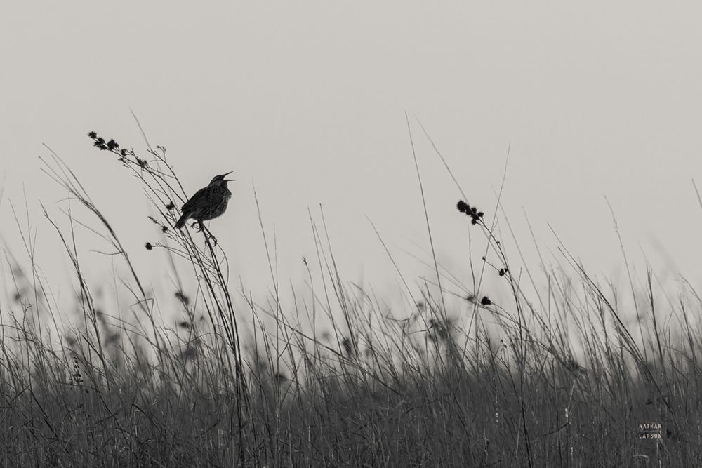 Meadowlark Call BW art print by Nathan Larson for $57.95 CAD