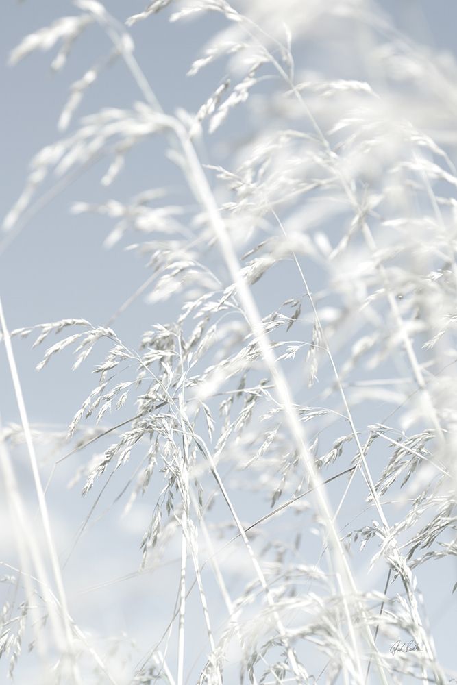 Through the Grass art print by Deborah Revell for $57.95 CAD