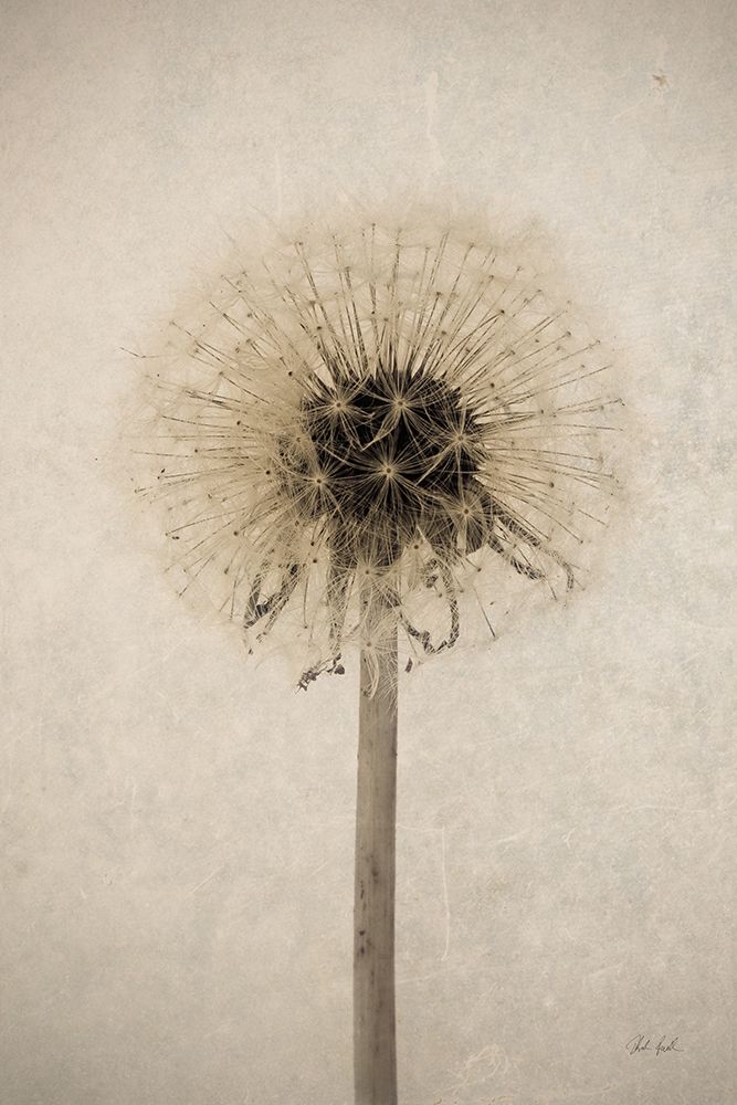 Dandelion art print by Deborah Revell for $57.95 CAD