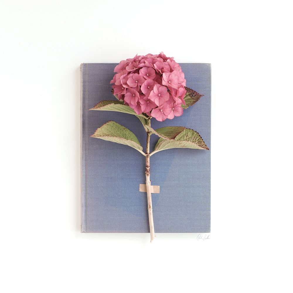 Pink Hydrangea on Book art print by Deborah Revell for $57.95 CAD
