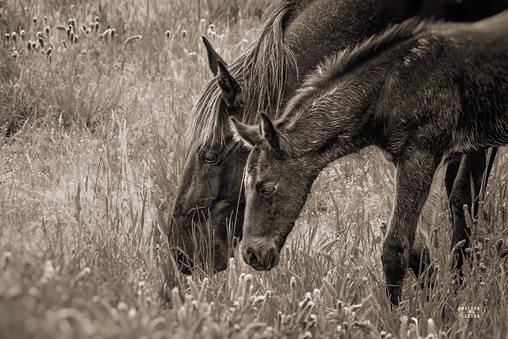 New Graze I Sepia art print by Nathan Larson for $57.95 CAD