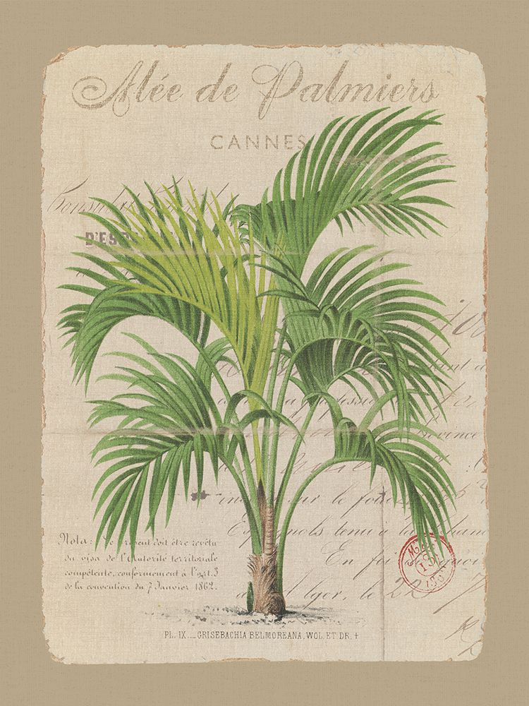 Alee de Palmiers art print by Wild Apple Portfolio for $57.95 CAD