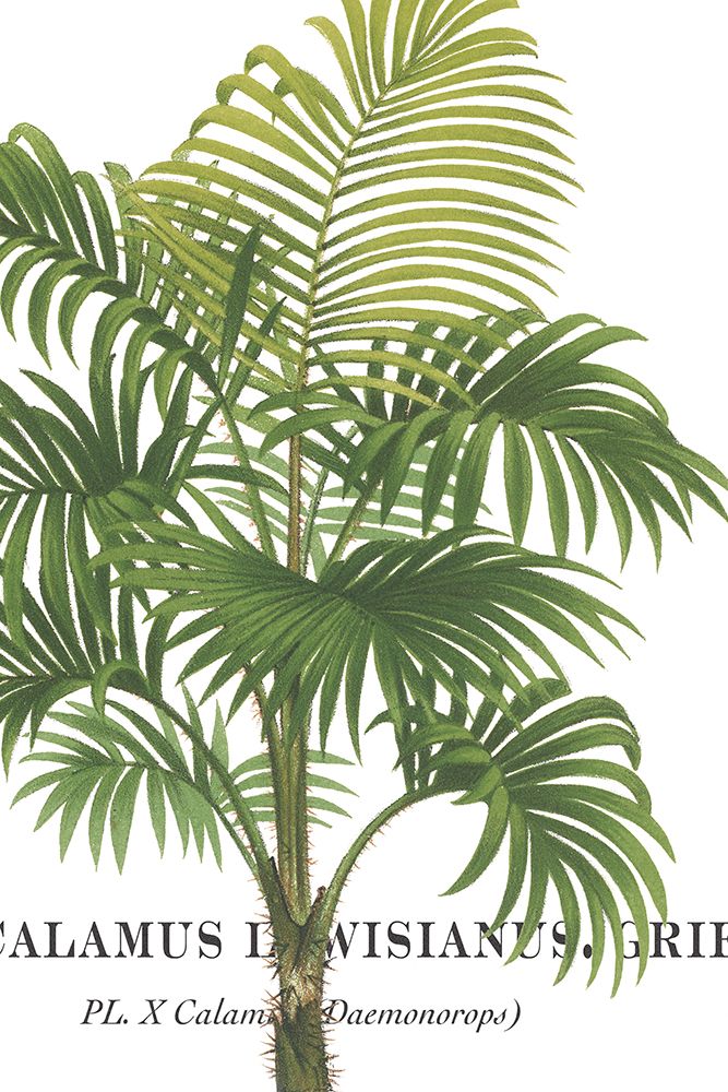 Riviera Palms I art print by Wild Apple Portfolio for $57.95 CAD