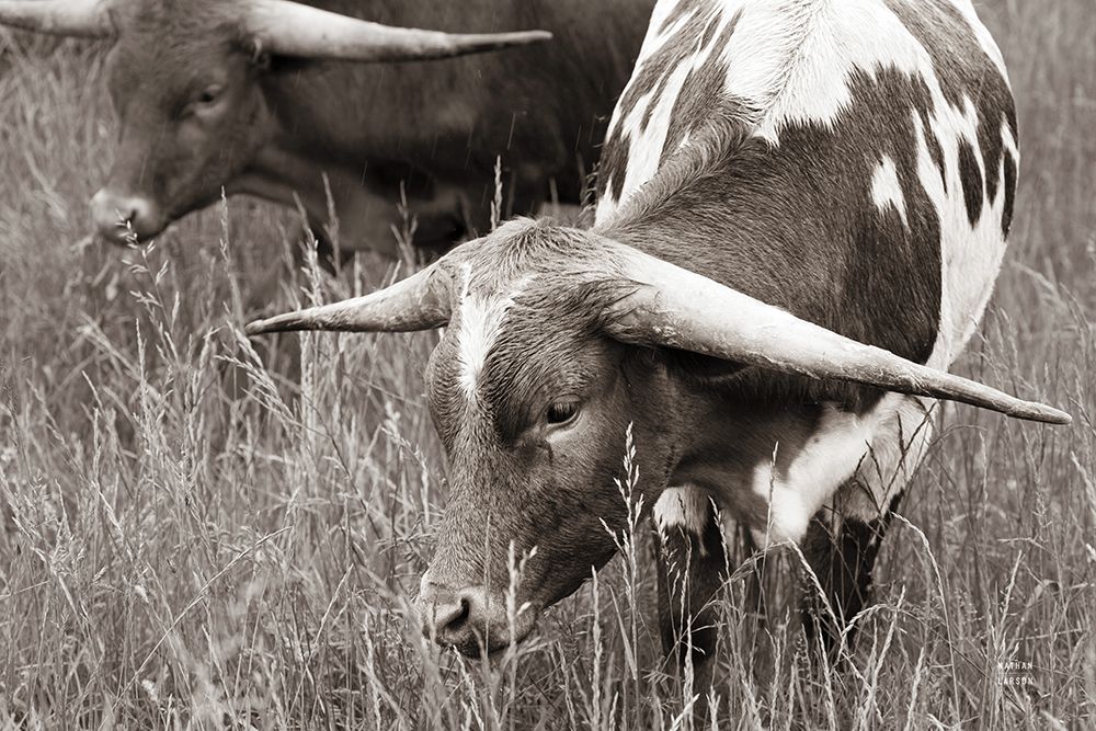 Rainy Pasture III BW art print by Nathan Larson for $57.95 CAD