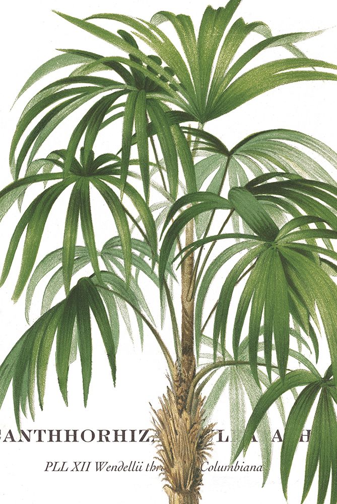 Riviera Palms II art print by Wild Apple Portfolio for $57.95 CAD