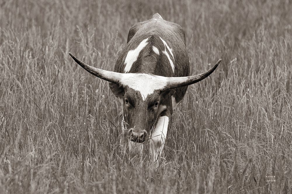 Rainy Pasture II BW art print by Nathan Larson for $57.95 CAD