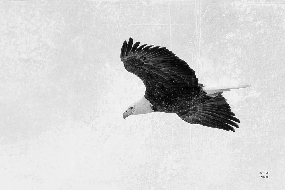 Eagle Eye art print by Nathan Larson for $57.95 CAD