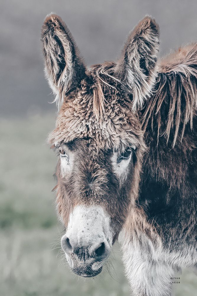 Donkey Summer Portrait art print by Nathan Larson for $57.95 CAD