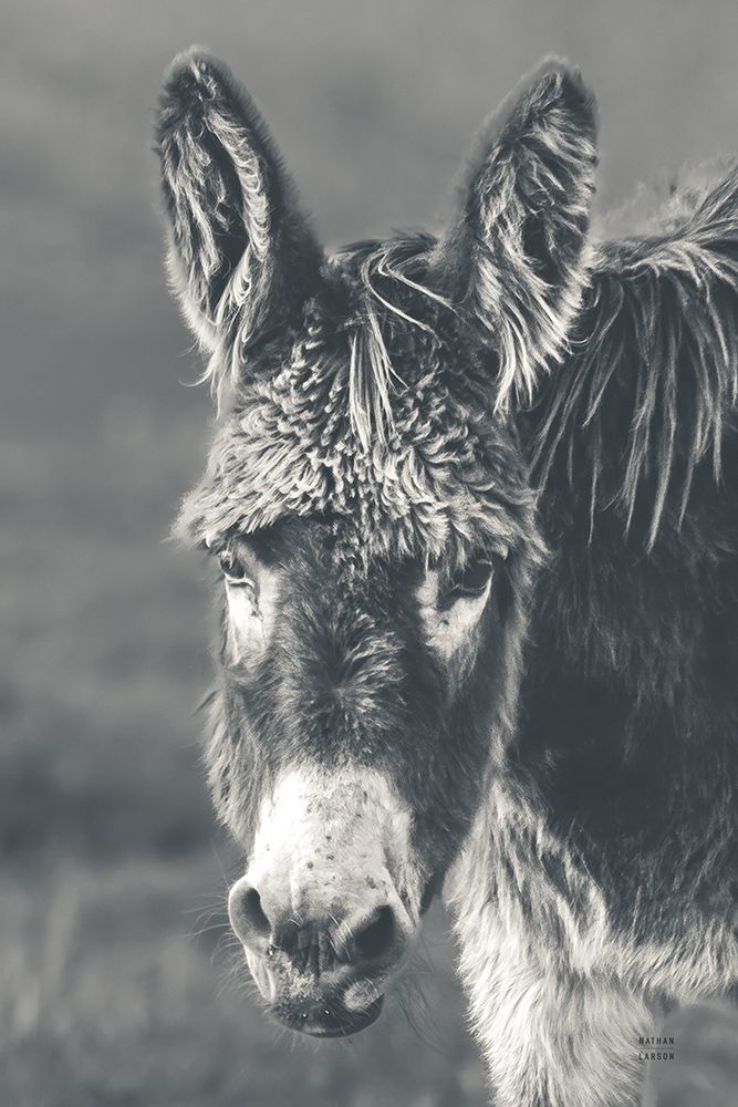 Donkey Summer Portrait BW art print by Nathan Larson for $57.95 CAD