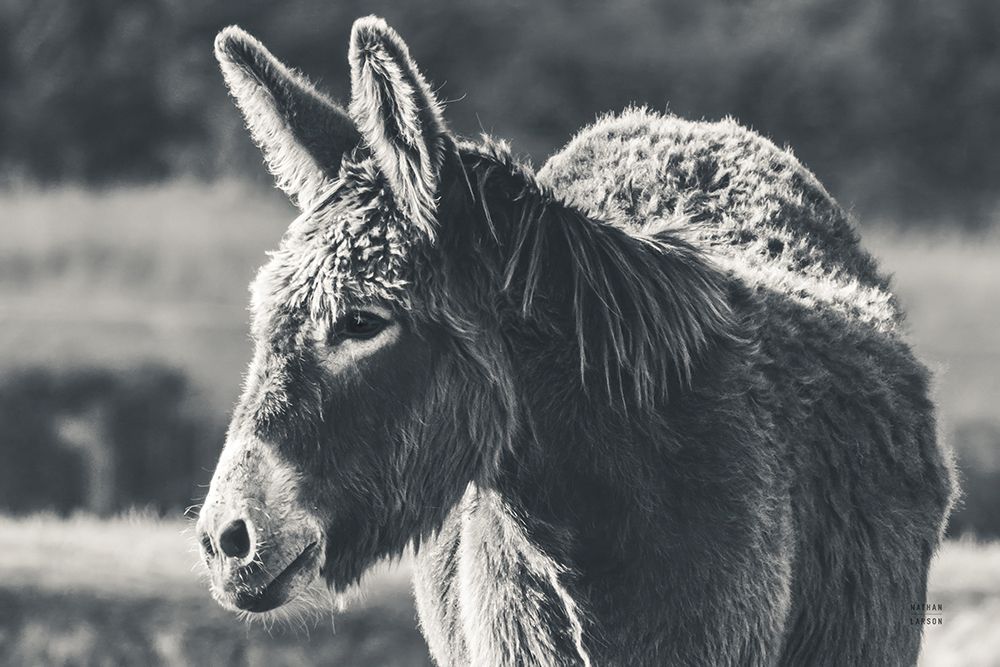 Sweet Donkey I BW art print by Nathan Larson for $57.95 CAD